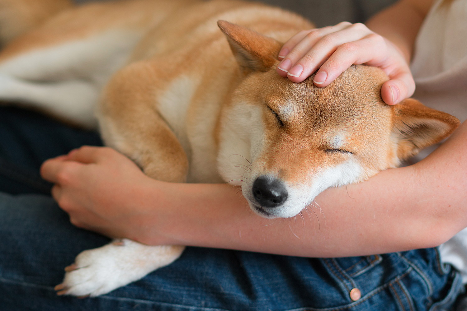 人に体を預けてなでられている柴犬