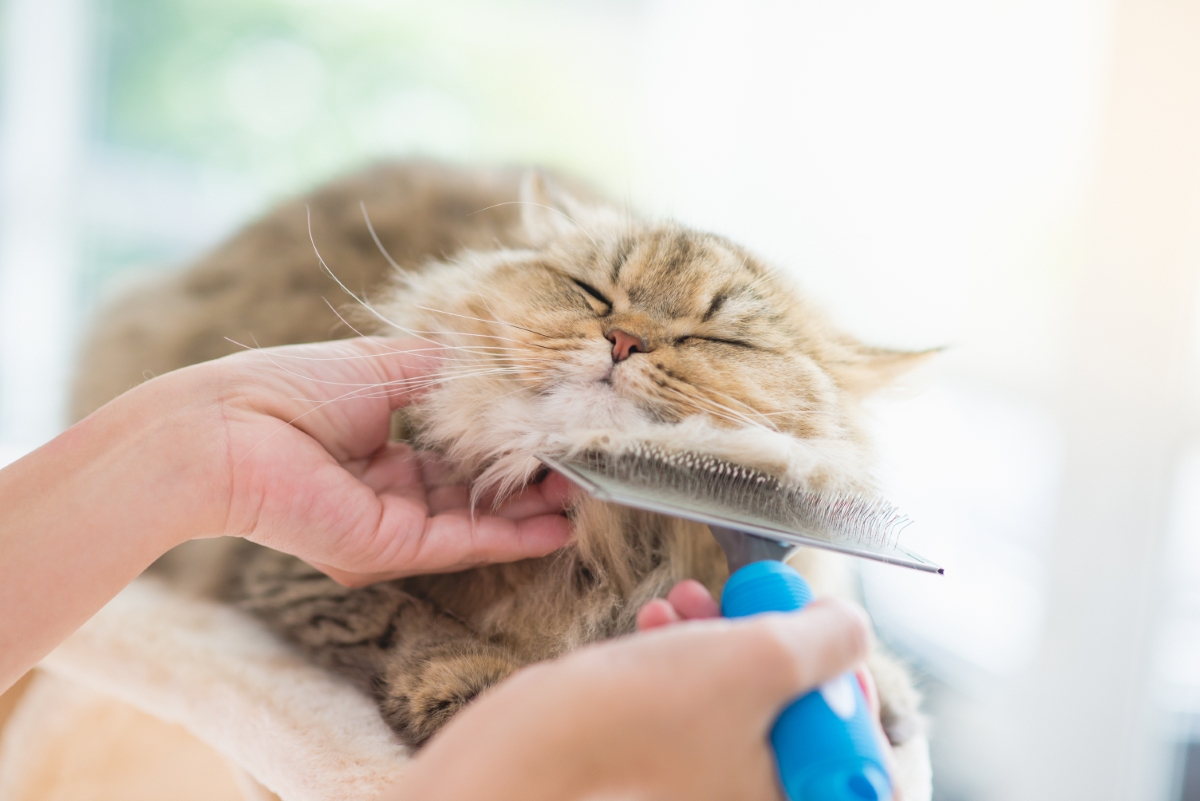 ブラッシングされるペルシャ猫