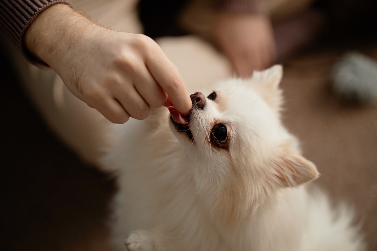 おやつをもらう子犬のポメラニアン