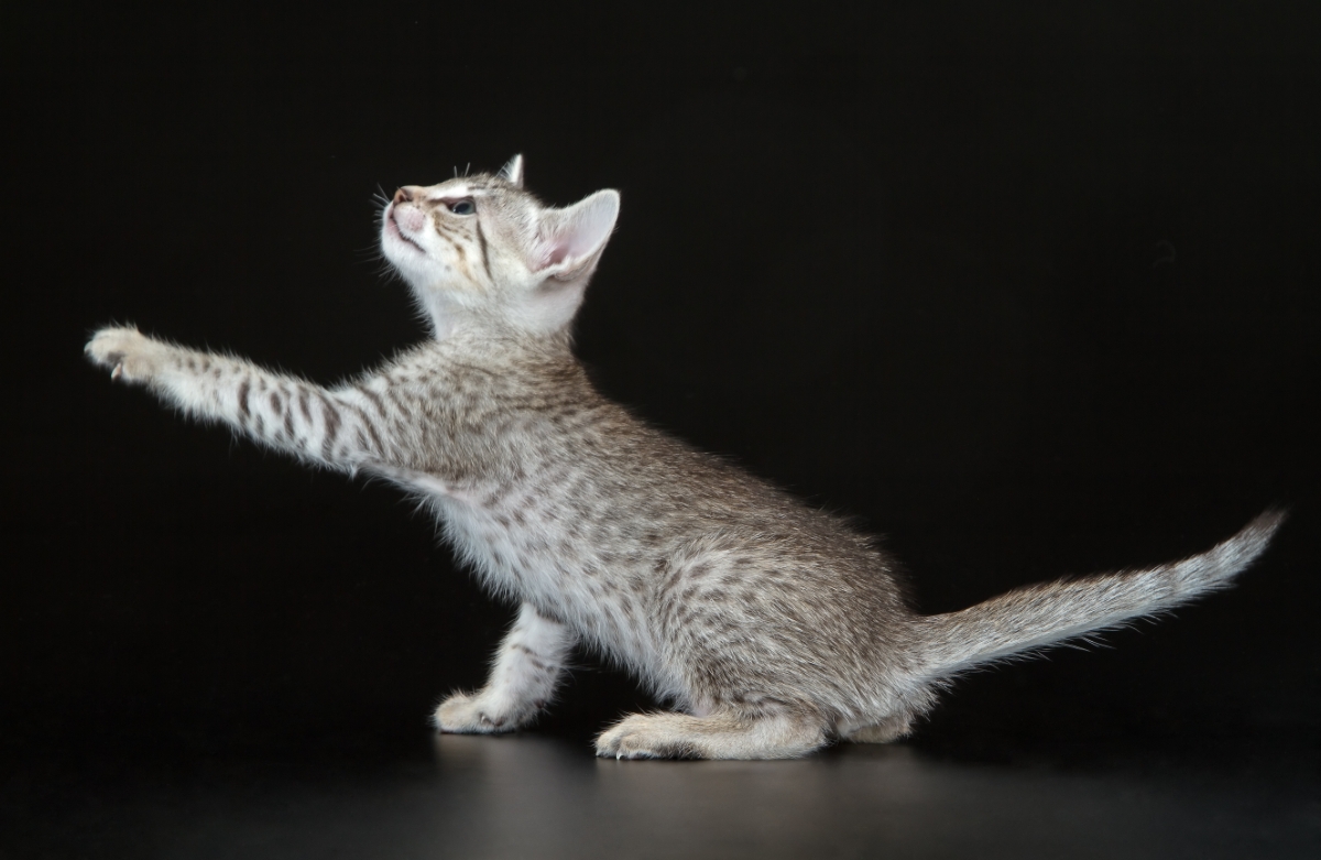 エジプシャンマウの子猫