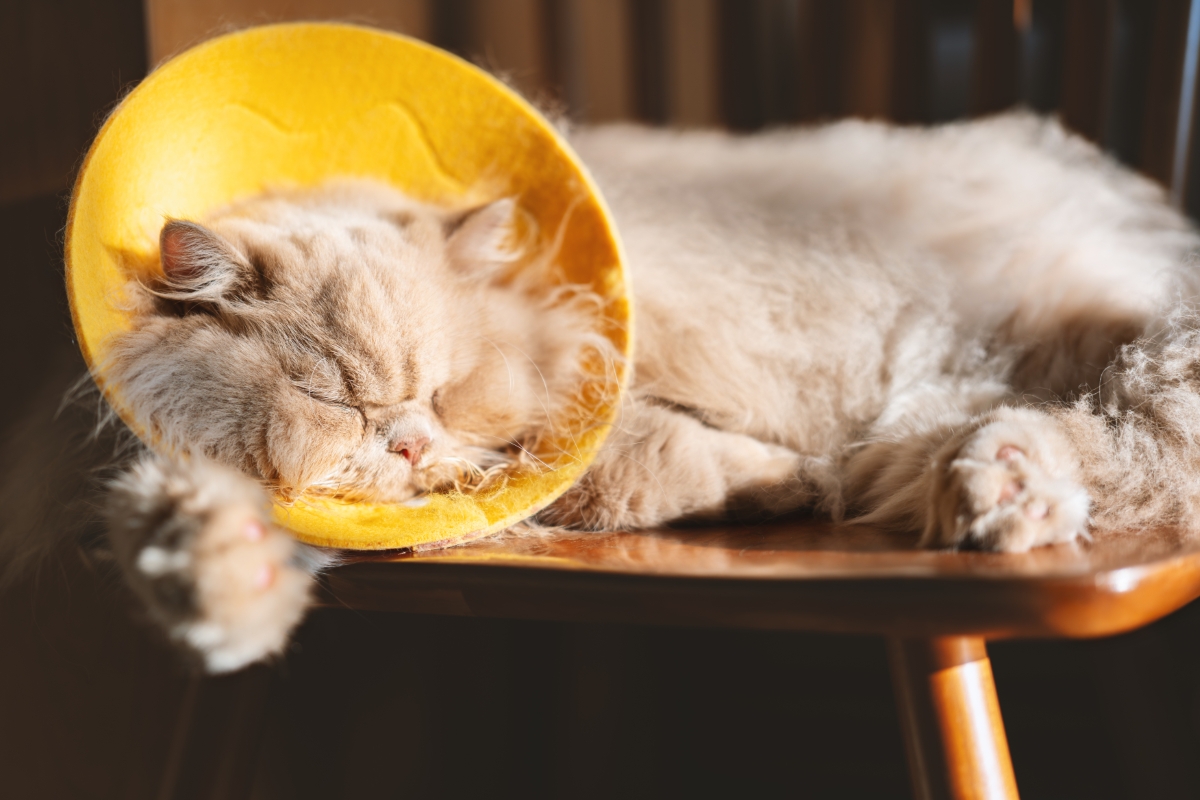 カラーをつけて眠るブリティッシュロングヘア