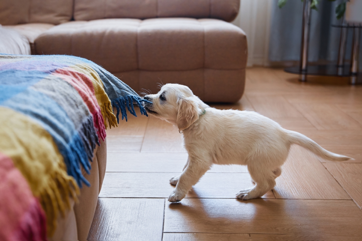 ソファーカバーをひっぱるゴールデンレトリバー