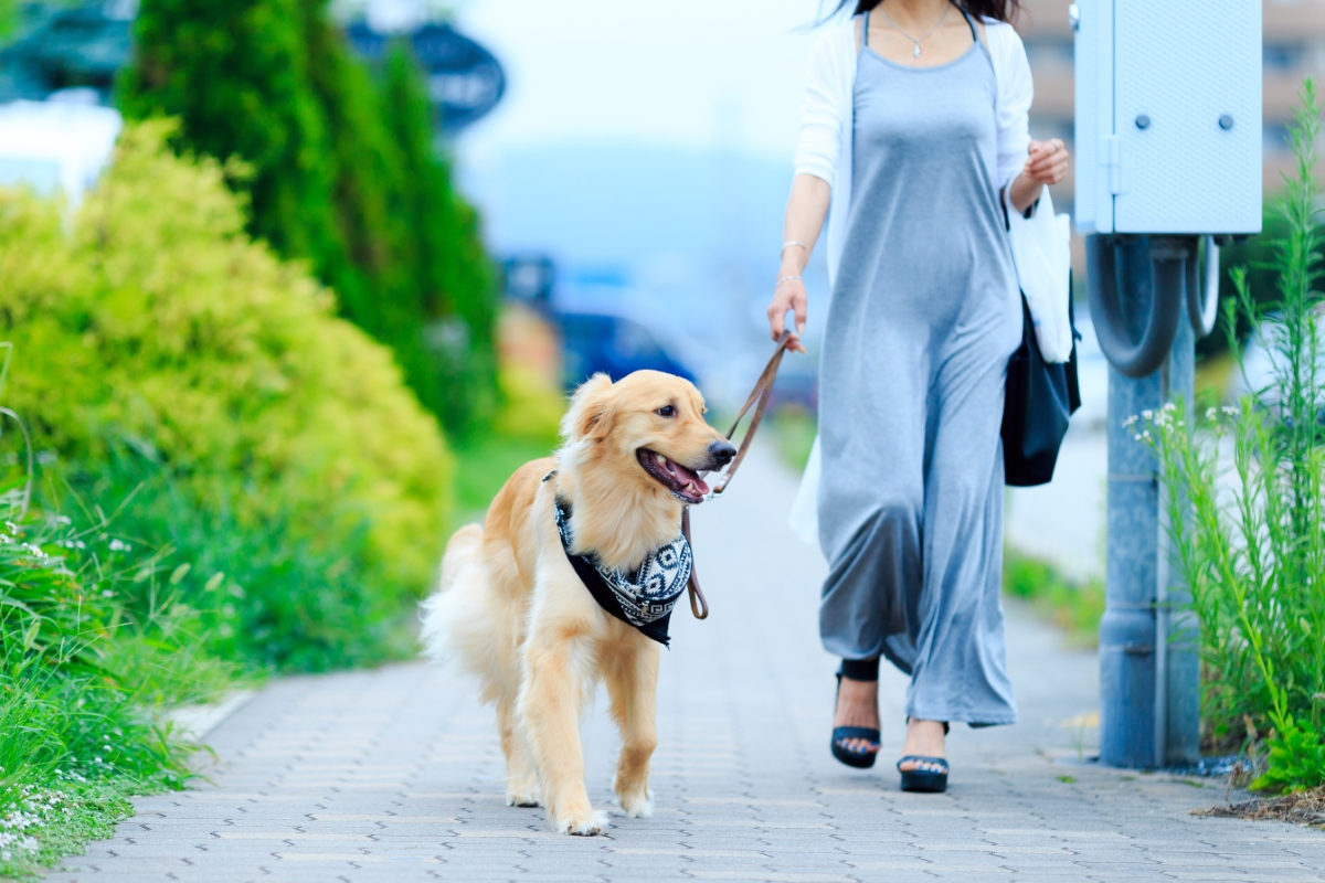 散歩をするゴールデンレトリバーと女性