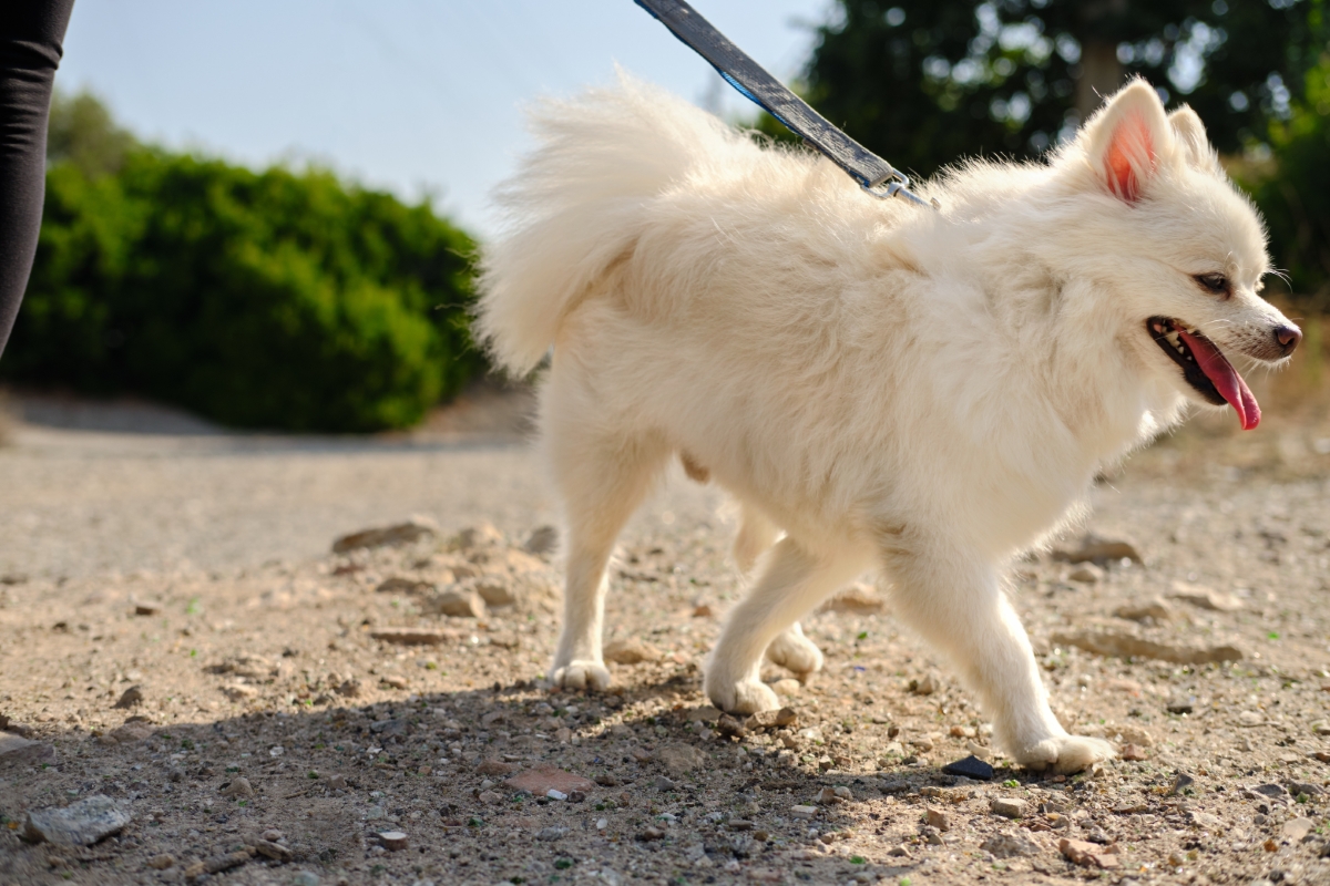 散歩中のポメラニアン
