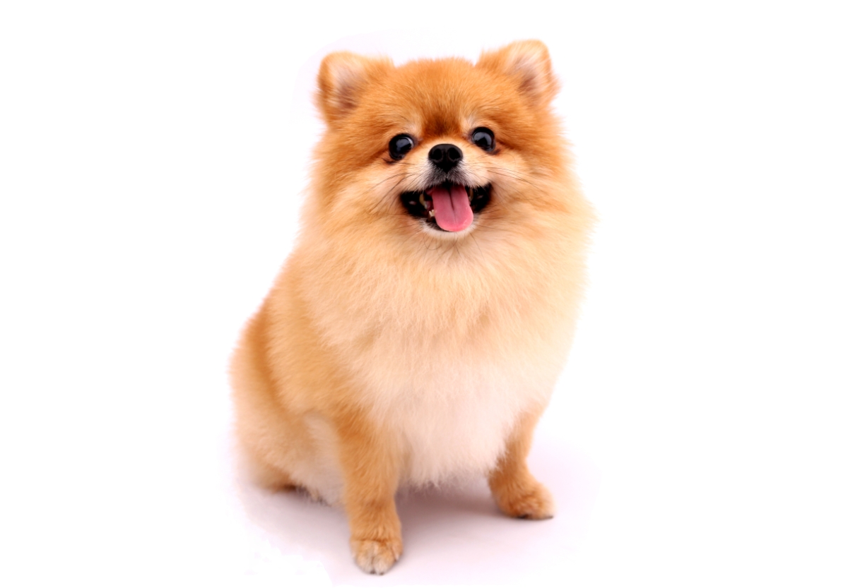 子犬のポメラニアン
