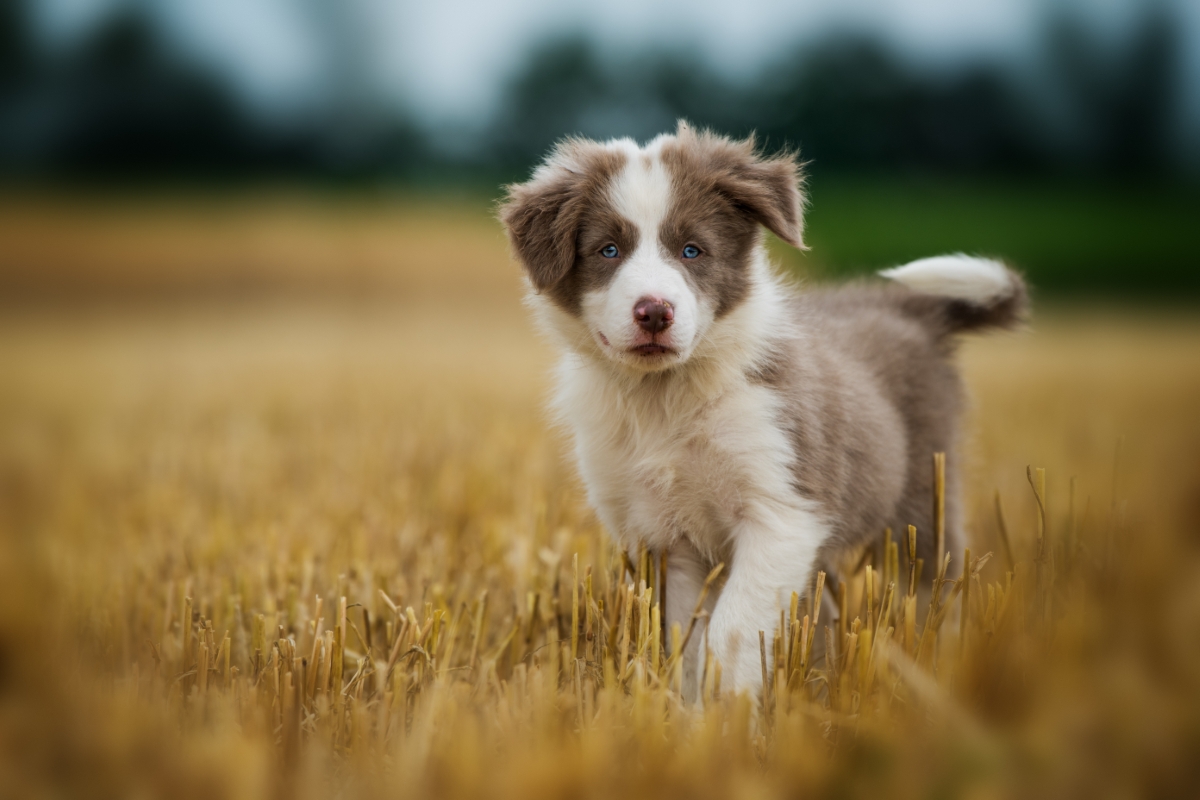 ボーダーコリーの子犬