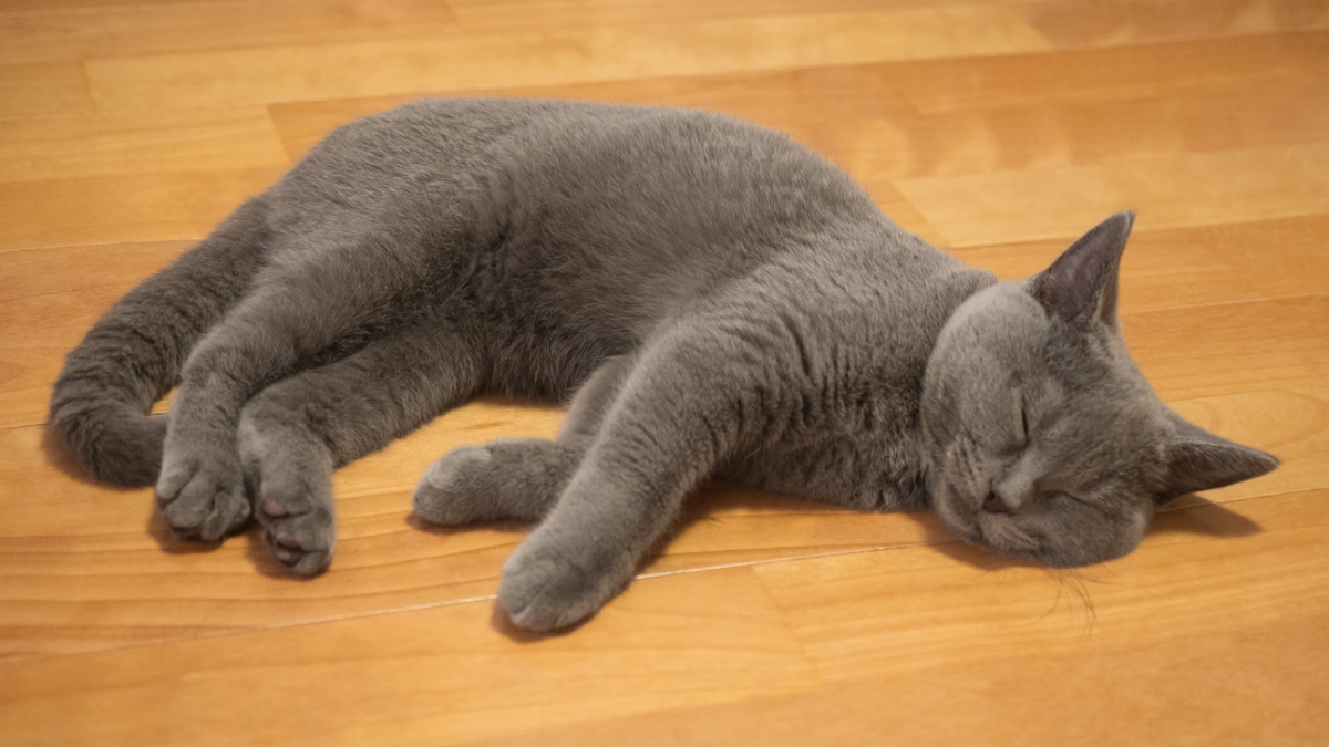 眠るシャルトリュー