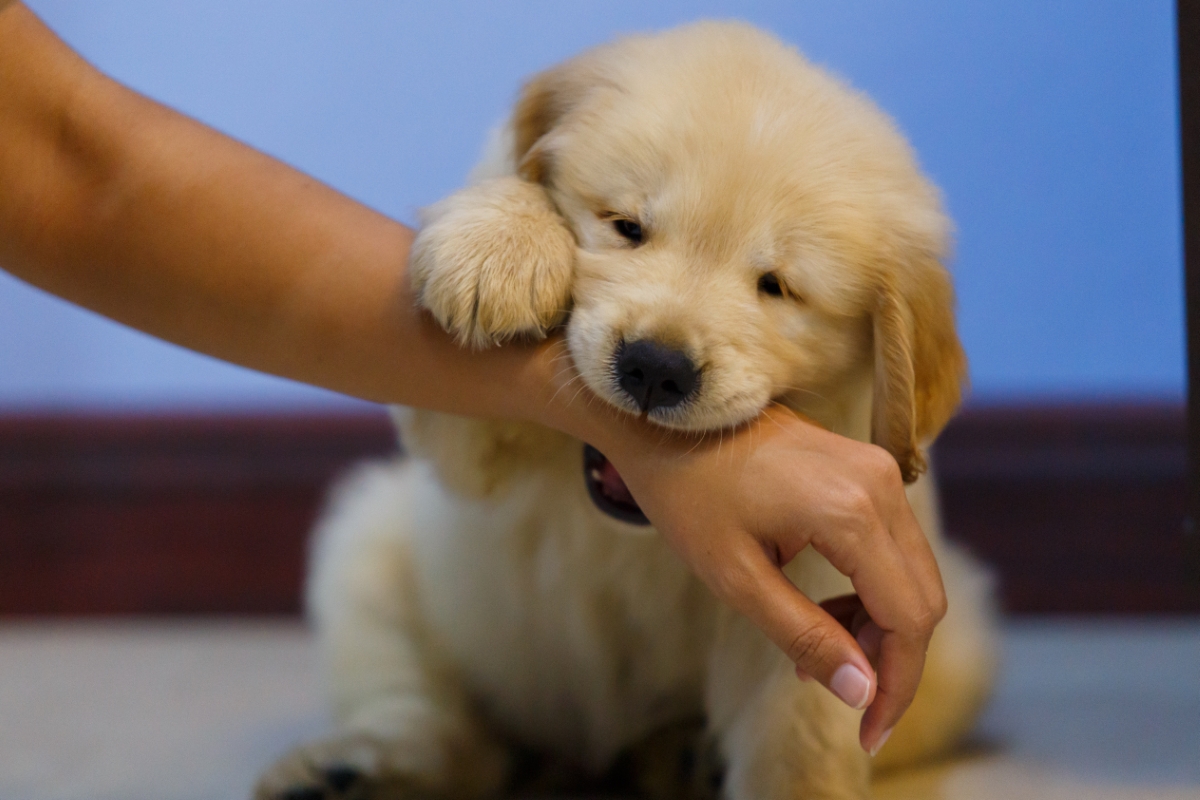 甘噛みをする子犬
