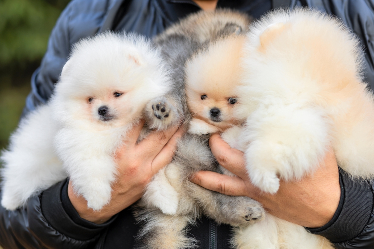 ポメラニアンの子犬たち