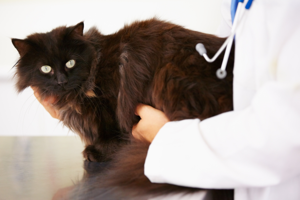 獣医師に診てもらうペルシャ猫