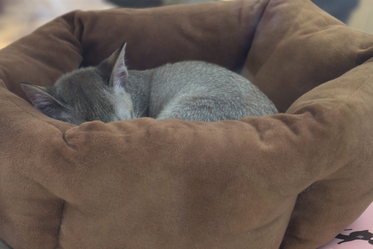 ぐっすり眠るシャルトリュー