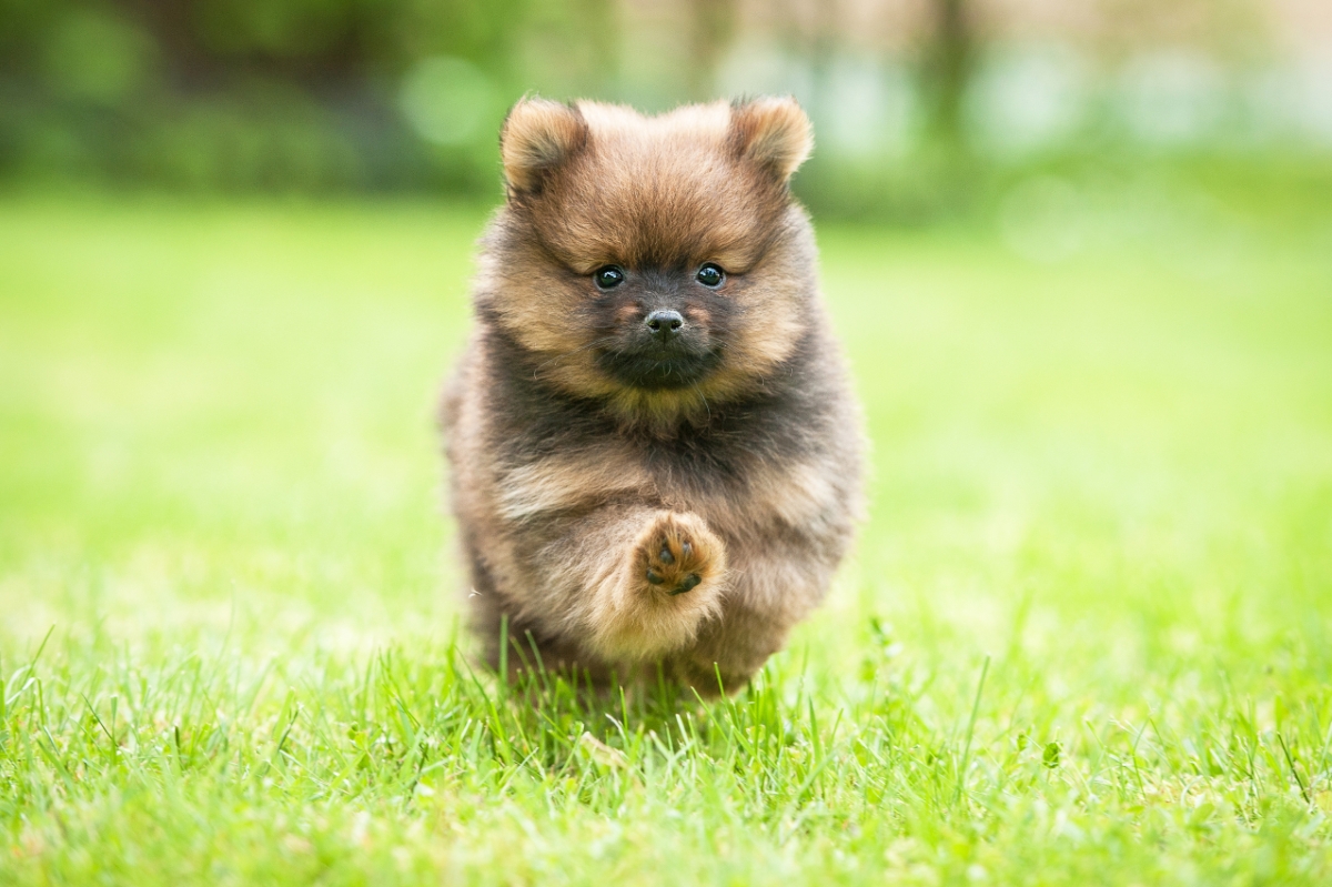 子犬のポメラニアン